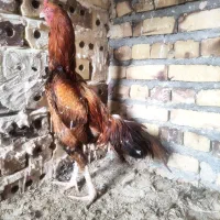 با سلام دوستان خوروس  لاری فروشی فوری