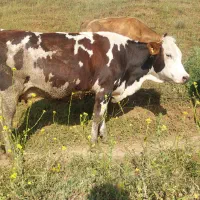 گاو سیمنتال ابستن
