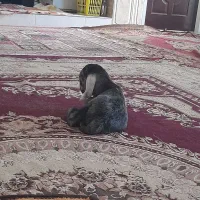 قصاب و سلاخ