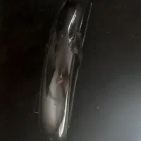 کفتر|پرنده|مشهد, شهید معقول|دیوار