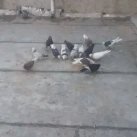 کبوتر