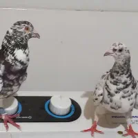 کبوتر نروماده کوهی درجه یک