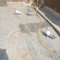 پرنده