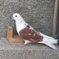نر دوکت مست واماده