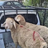 فروش گوسفند زنده نر