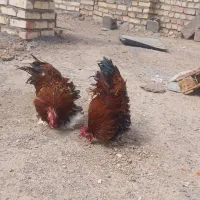 خروس دوعدد