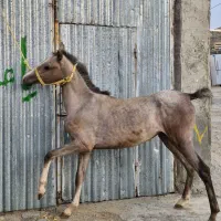 مادیان فروشی