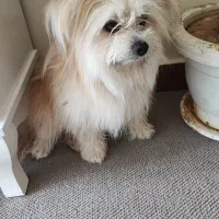 سگ گمشده