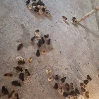 جوجه یکروزه