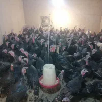 بوقلمون برنز انگلیس
