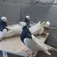 فروش ۷ عدد جوجه طوقی سیاه