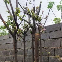 باغچه فروشی فوری