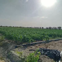 نیازمند کارگر متاهل