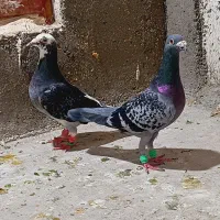 کفتر سار قره