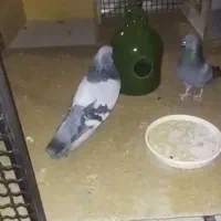 کبوتر گمشده (پائین سمت راست تصویر)