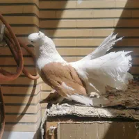 کبوتر دم چتری