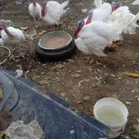 بوقلمون بیوتی خونگی چاق