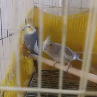 عروس هلندی مولد سالم