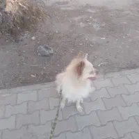 سگ پامرین روباهی