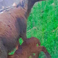 گوسفند بره دار