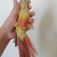 گرینچیک  نرمه خور دون خور رام