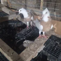 دوتا ماده طوقی زرد کاکلی مهر