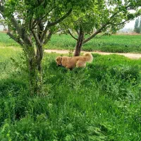 سگ سرابی|سگ|کبودرآهنگ, |دیوار