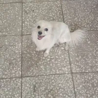 به علت مهاجرت
