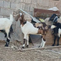 گیسه پاکستانی