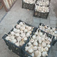 سیر|خوردنی و آشامیدنی|ملایر, |دیوار
