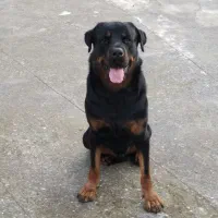 واگذاری سگ روتوایلر نر با شرایط ویژه