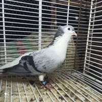 کبوتر ساده و طوقی