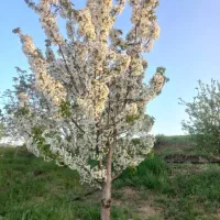 فروش باغ ویلا