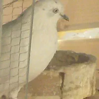 کبوتر پرشی