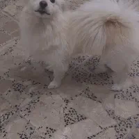سگ پامر