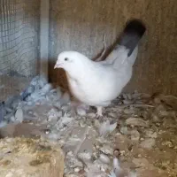 کبوتر نقش و پر
