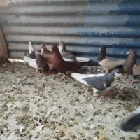 تعدادی ماده رنگی بشرط