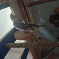 عکس هلندی نر سخنگو