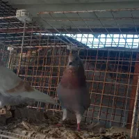 کفتر  حراج مفت