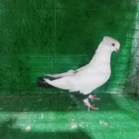 کفتر