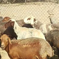 گوسفند