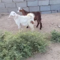 کهره گوسفند