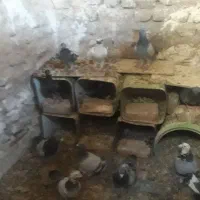 کفتر