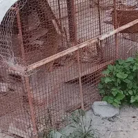 قفس آهنی بزرگ