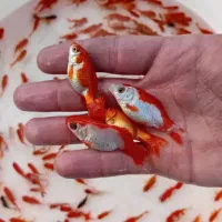 ماهی قرمز طعمه