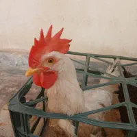 خروس و مرغ