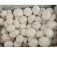 فروش قارچ درجه یک به صورت عمده و خرده همه روزه