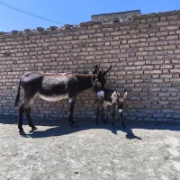 شیر الاغ شیر خر
