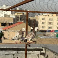 کفتر دهن خورده هما سورور