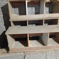 جای مرغ تخم گذار سالم و نو شش تایی
